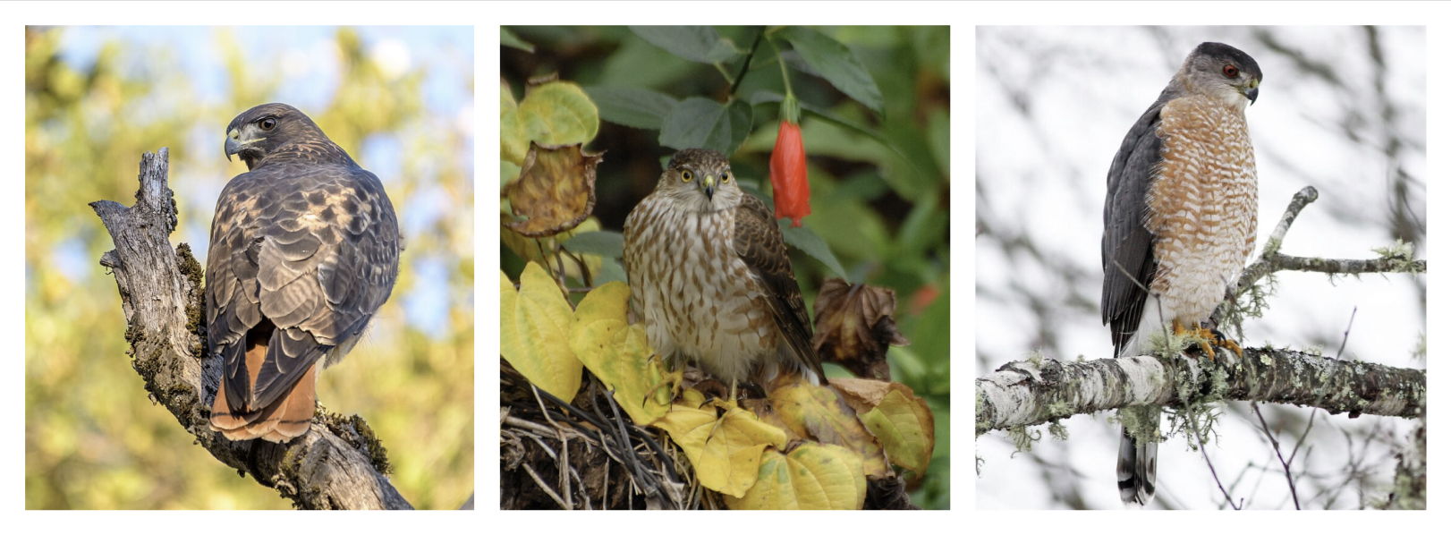hawks from a dataframe